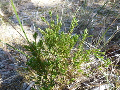 Phyllanthus striaticaulis