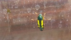 Buprestis rufipes