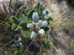 Spyridium coactilifolium