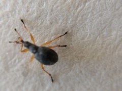 Protapion nigritarse