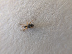 Protapion nigritarse