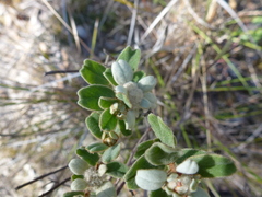Spyridium coactilifolium