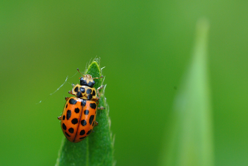 Water Ladybird, photo 6 of 9