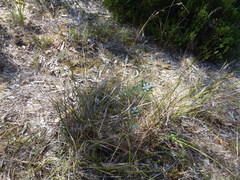 Spyridium coactilifolium