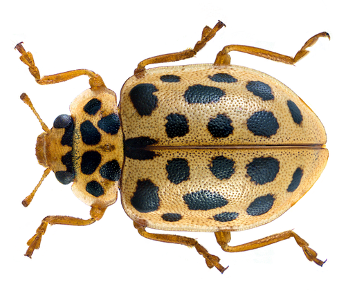 Water Ladybird, photo 5 of 9