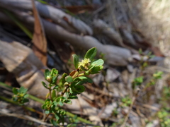 Phyllanthus striaticaulis