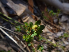 Phyllanthus striaticaulis