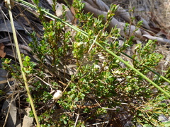Phyllanthus striaticaulis
