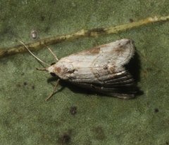 Eublemma rivula