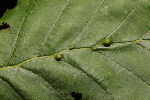 Aceria nalepai