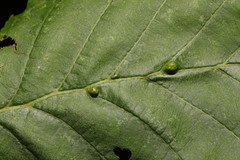 Aceria nalepai