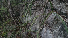 Selenicereus spinulosus