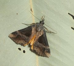 Dichromia quinqualis