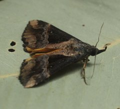 Dichromia quinqualis