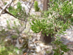 Pultenaea tenuifolia