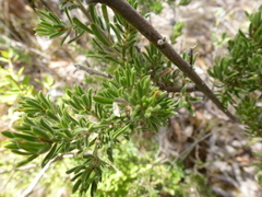 Pultenaea tenuifolia