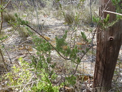 Pultenaea tenuifolia