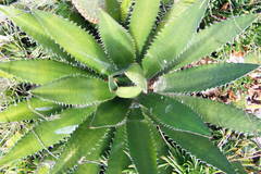 Agave inaequidens