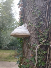 Fomes fomentarius