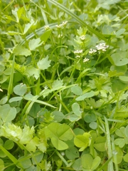 Helosciadium repens