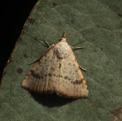Madope auferens