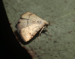 Madope auferens