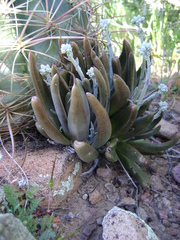 Dudleya abramsii