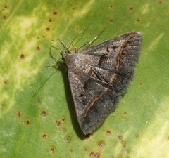 Acantholipes trajecta