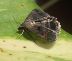 Acantholipes trajecta