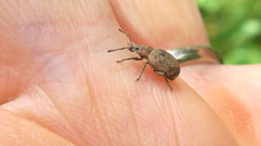 Peritelus sphaeroides