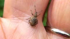 Peritelus sphaeroides