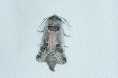 Parahypopta caestrum