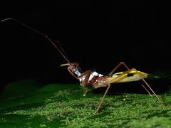 Epidaus famulus