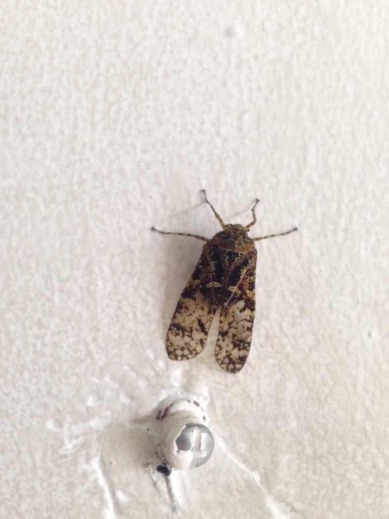 Chilobia