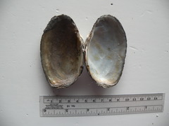 Strophitus undulatus