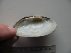 Strophitus undulatus