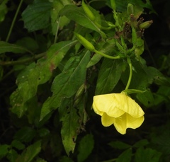 Oenothera oehlkersi