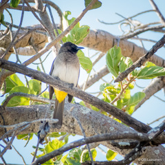 Pycnonotus barbatus tricolor