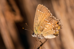 Callophrys gryneus castalis