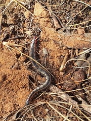 Scolopendra laeta