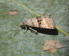 Ozarba punctigera