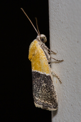 Ponometia clausula