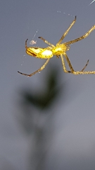 Tetragnatha