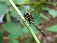 Tetrathemis hyalina