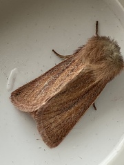 Denticucullus pygmina