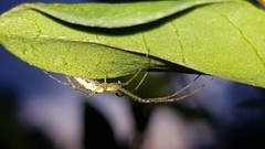Tetragnatha