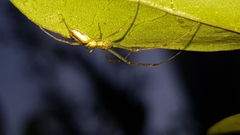 Tetragnatha