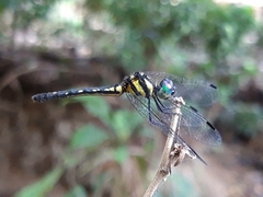 Tetrathemis hyalina