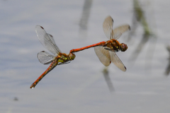 Sympetrum striolatum