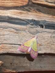 Choristostigma roseopennalis